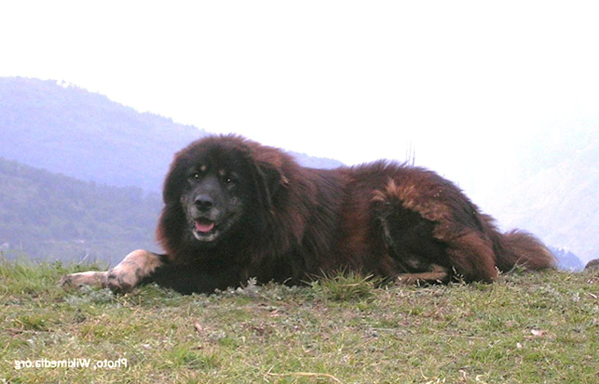 Bakharwal Dog Breed Image 9