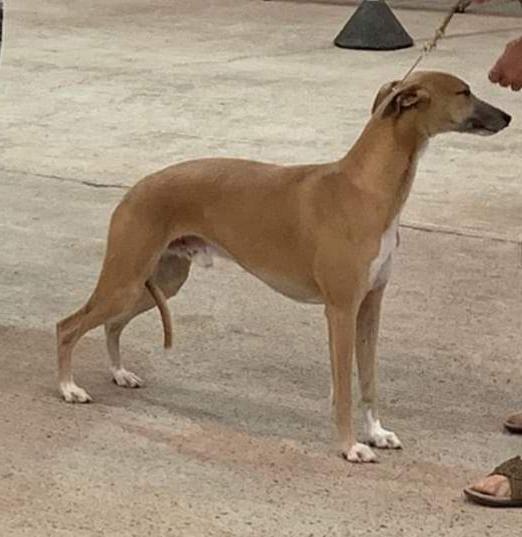 Banjara Hound Dog Breed Image 12