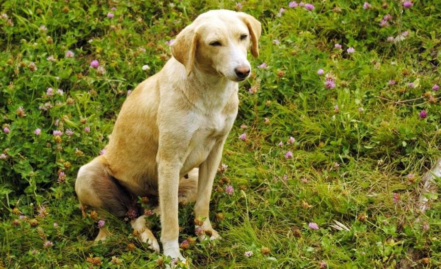 Banjara Hound Dog Breed Image 14