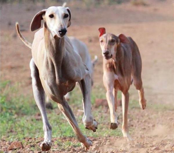 Banjara Hound Dog Breed Image 15