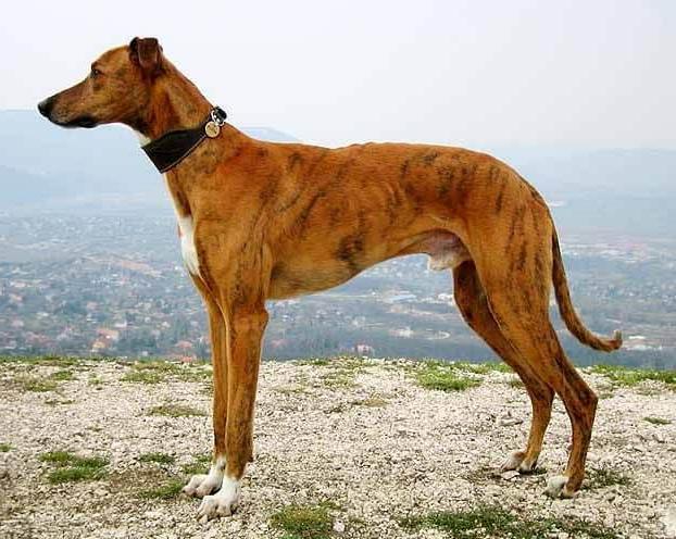 Banjara Hound Dog Breed Image 2