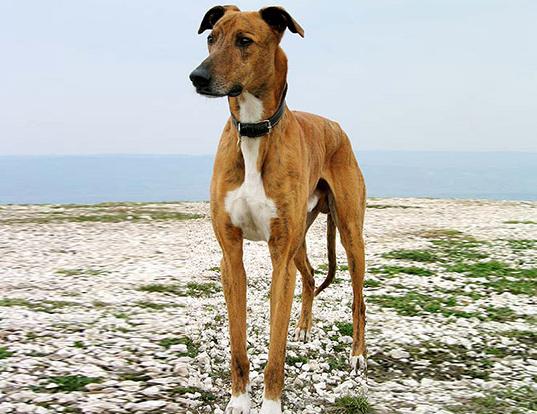 Banjara Hound Dog Breed Image 3