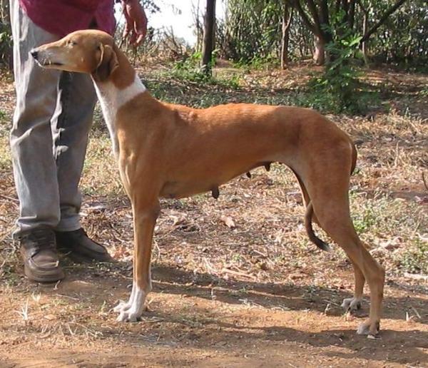 Banjara Hound Dog Breed Image 4