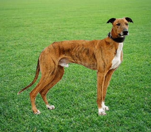 Banjara Hound Dog Breed Image 6