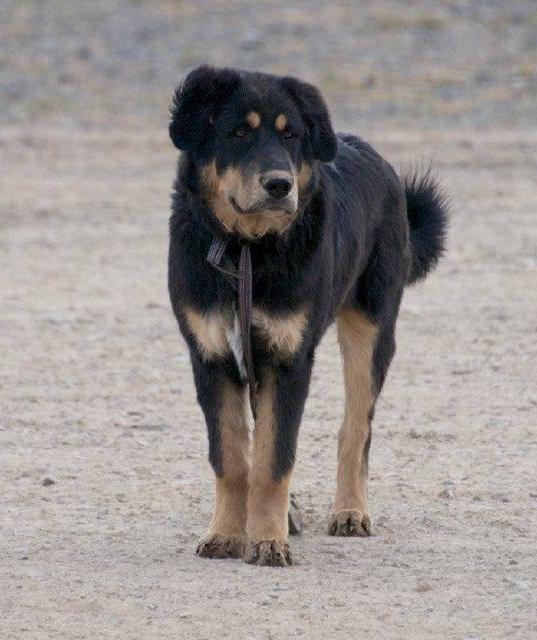 Bankhar Dog Breed Image 12