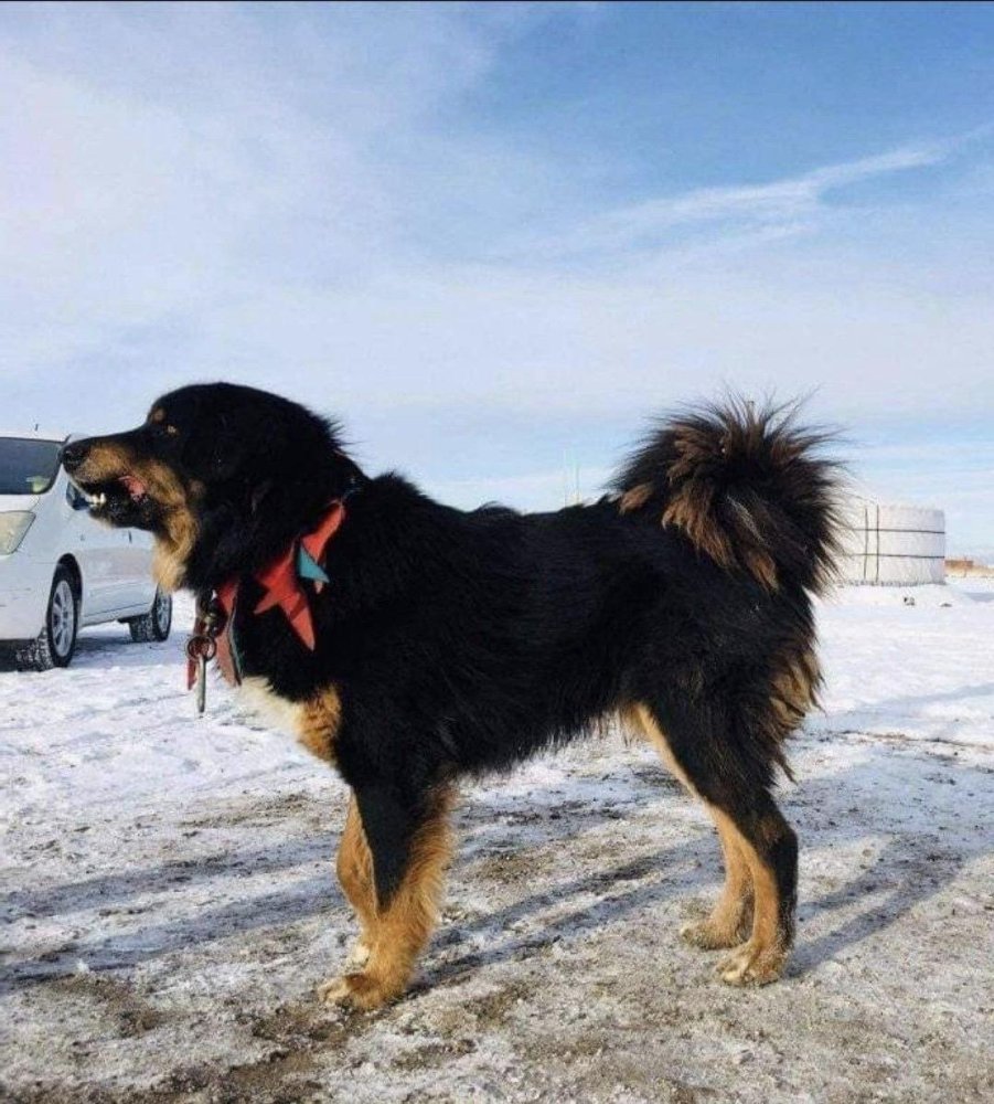 Bankhar Dog Breed Image 18