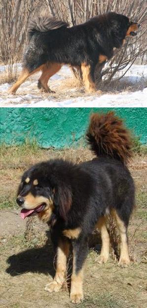 Bankhar Dog Breed Image 19