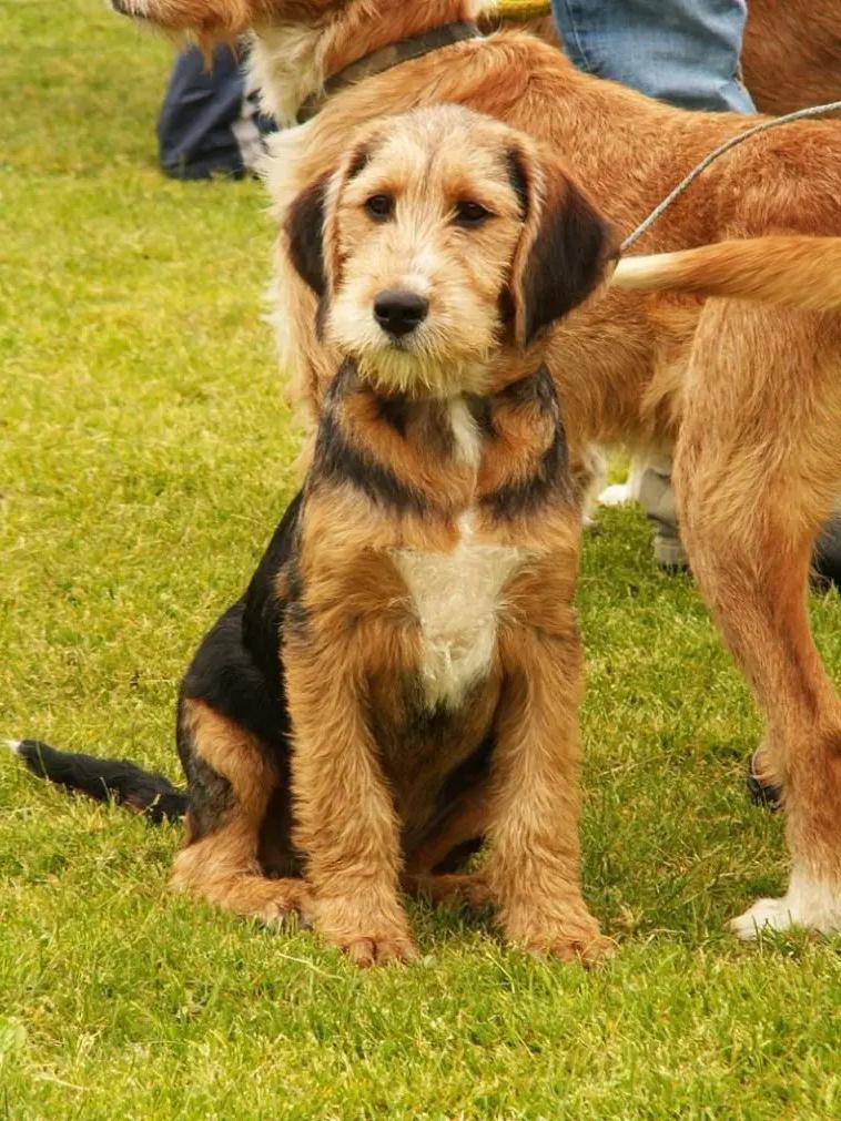 Barak hound Dog Breed Image 1