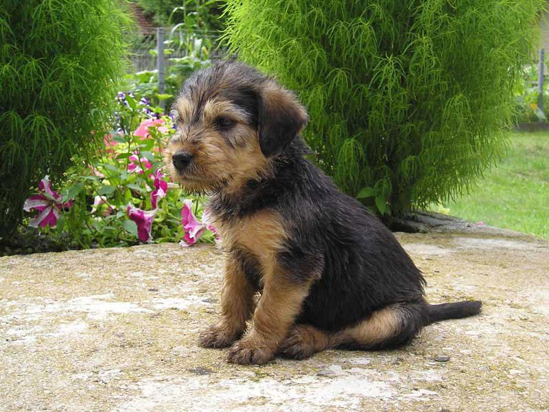 Barak hound Dog Breed Image 19