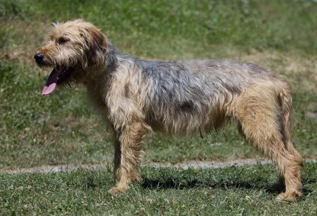 Barak hound Dog Breed Image 3