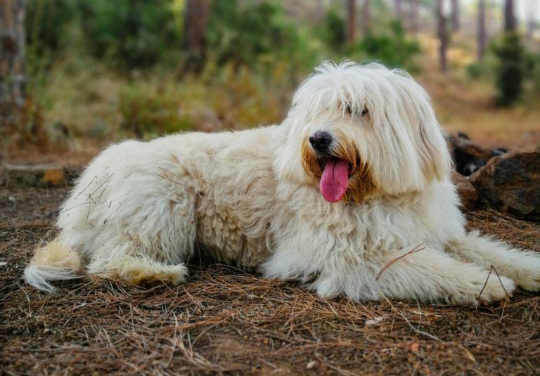 Barbado da Terceira Dog Breed Image 11