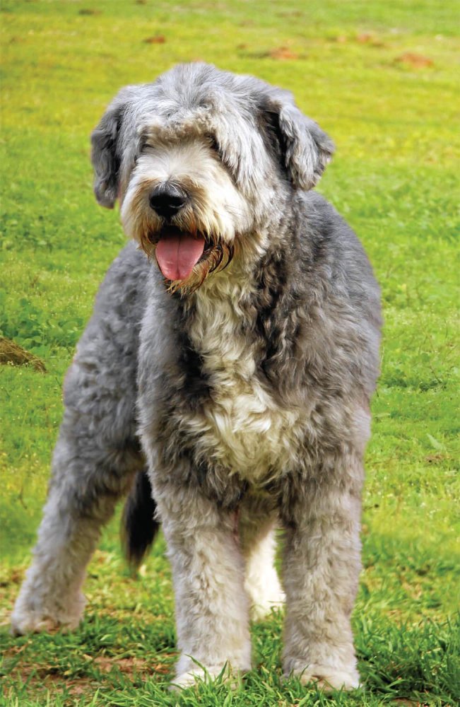 Barbado da Terceira Dog Breed Image 15