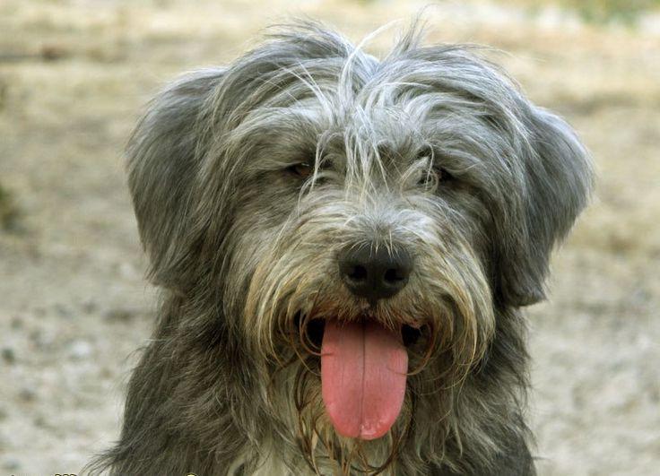 Barbado da Terceira Dog Breed Image 20