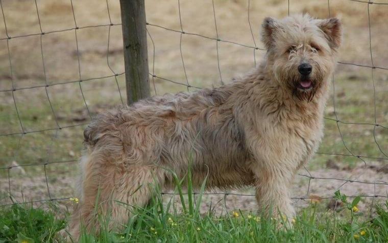 Barbado da Terceira Dog Breed Image 3