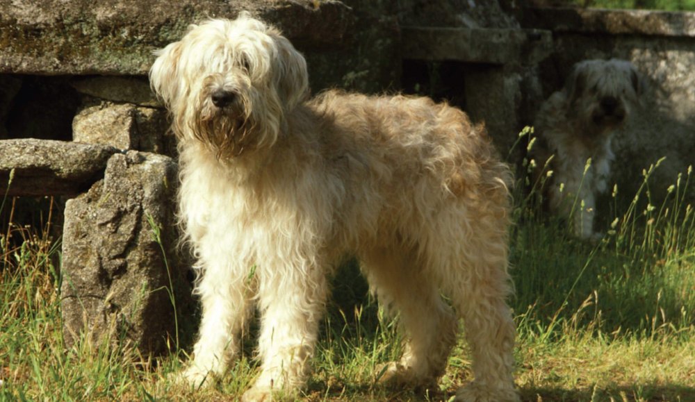 Barbado da Terceira Dog Breed Image 4