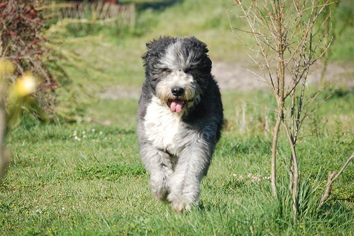 Barbado da Terceira Dog Breed Image 8