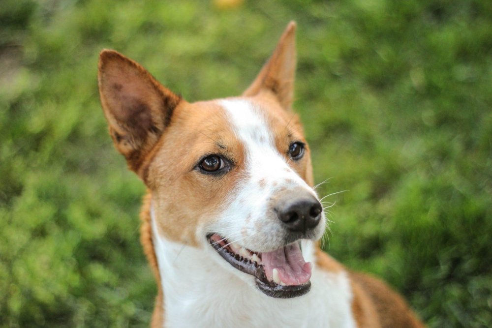 Basenji Dog Breed Image 14