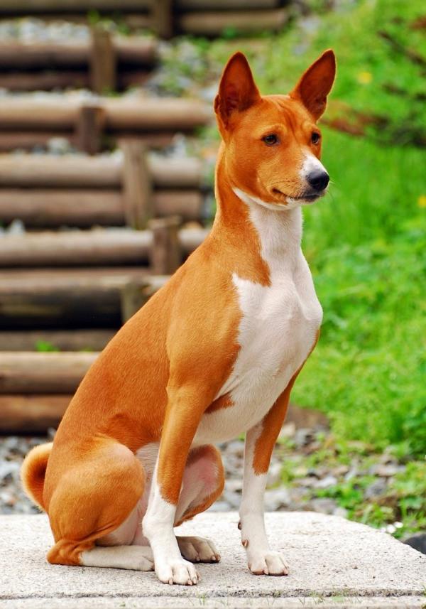 Basenji Dog Breed Image 19