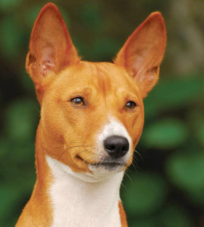 Basenji Dog Breed Image 4