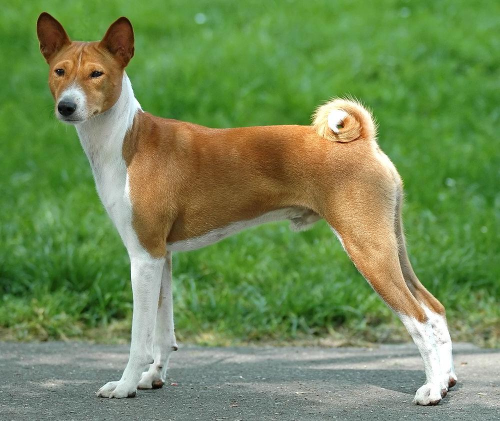 Basenji Dog Breed Image 6