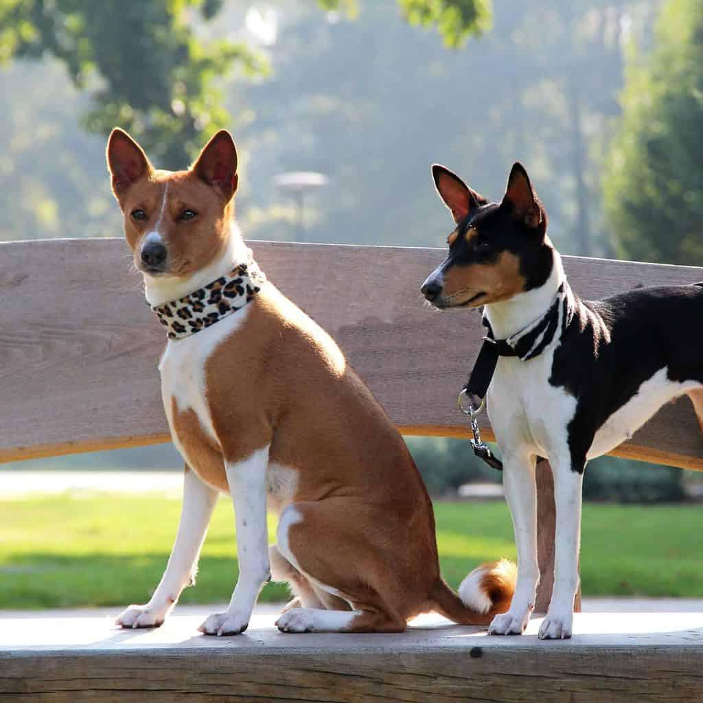 Basenji Dog Breed Image 7