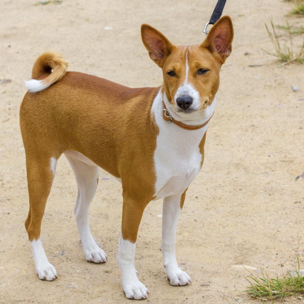 Basenji Dog Breed Image 9