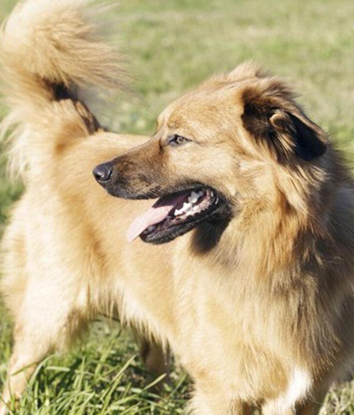 Basque Shepherd Dog Breed Image 11