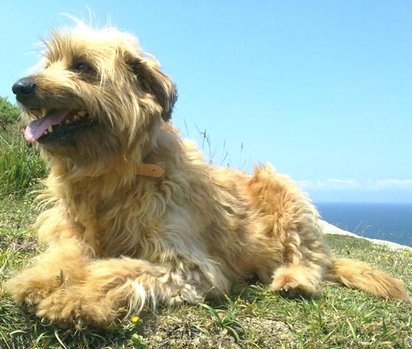 Basque Shepherd Dog Breed Image 15