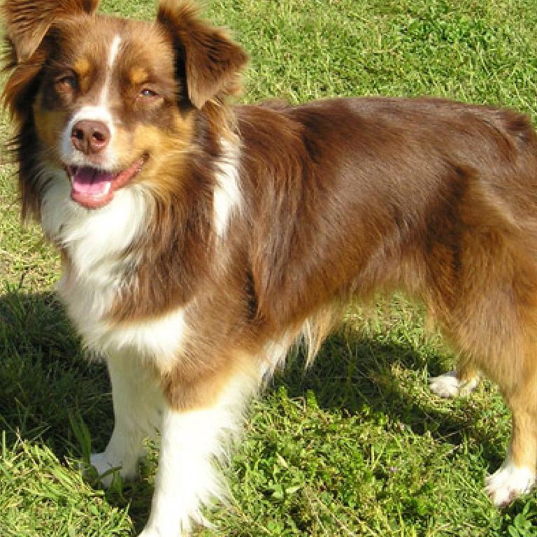 Basque Shepherd Dog Breed Image 3