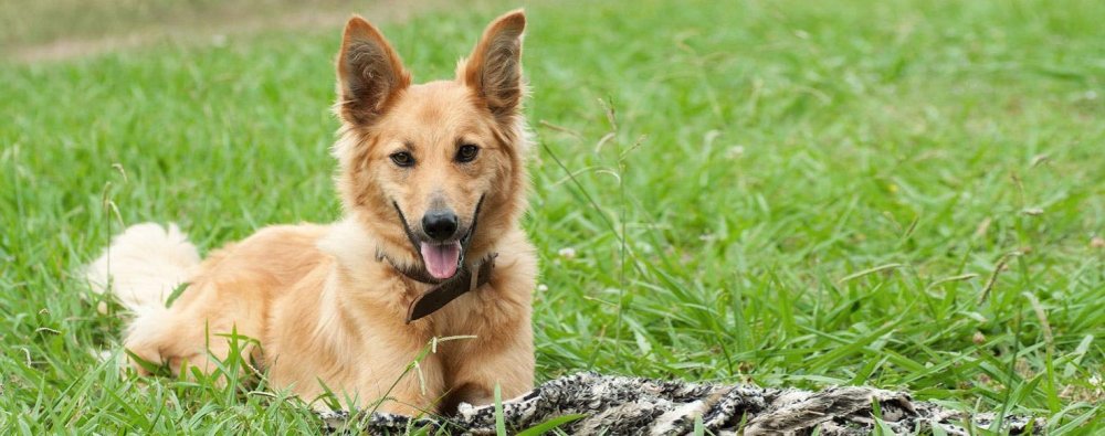 Basque Shepherd Dog Breed Image 6