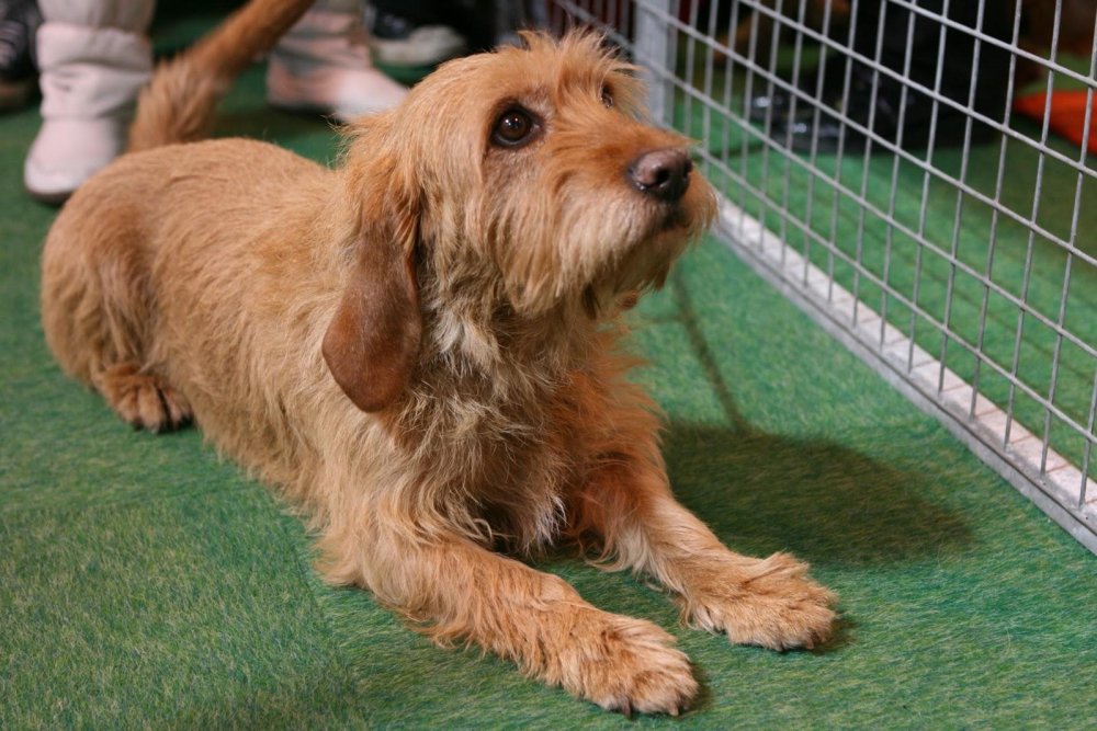 Basset Fauve de Bretagne Dog Breed Image 1