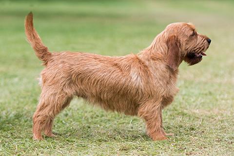 Basset Fauve de Bretagne Dog Breed Image 16