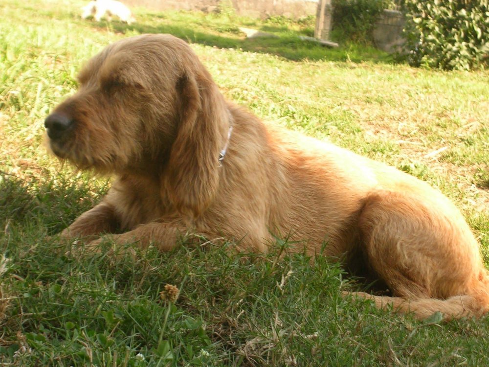 Basset Fauve de Bretagne Dog Breed Image 17