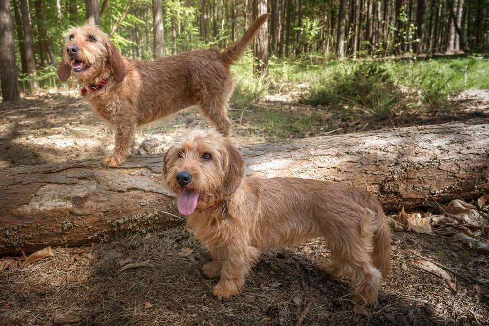 Basset Fauve de Bretagne Dog Breed Image 19