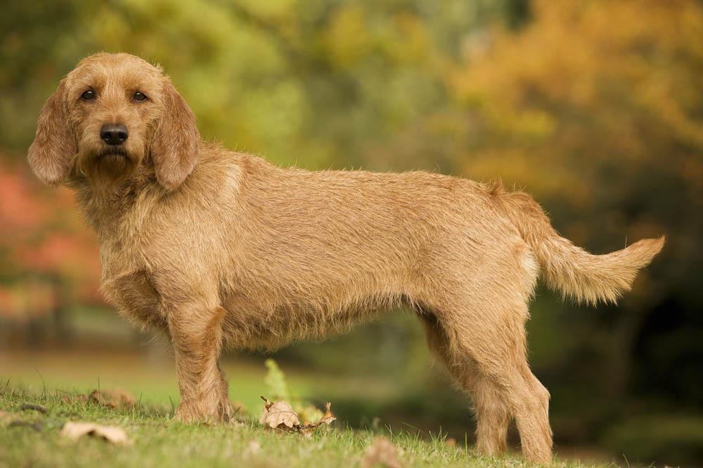 Basset Fauve de Bretagne Dog Breed Image 9