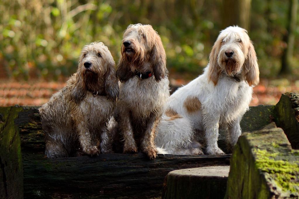 Basset Griffon Vendeen Dog Breed Image 11