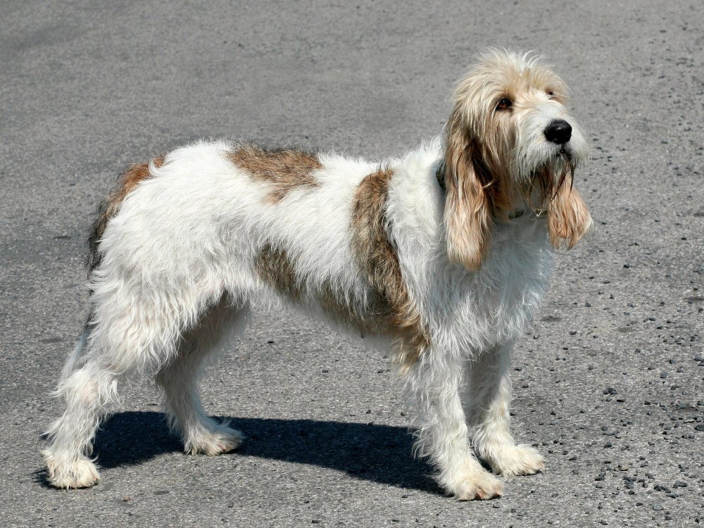 Basset Griffon Vendeen Dog Breed Image 14