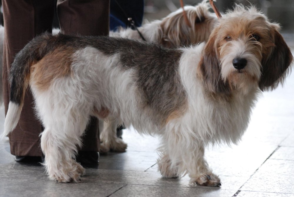 Basset Griffon Vendeen Dog Breed Image 2