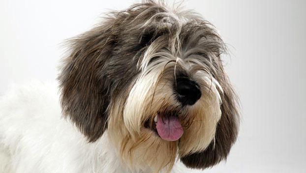 Basset Griffon Vendeen Dog Breed Image 20