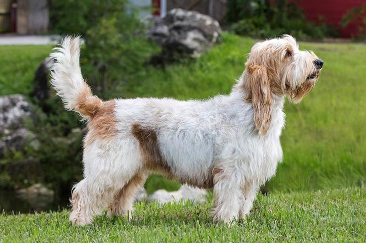 Basset Griffon Vendeen Dog Breed Image 6