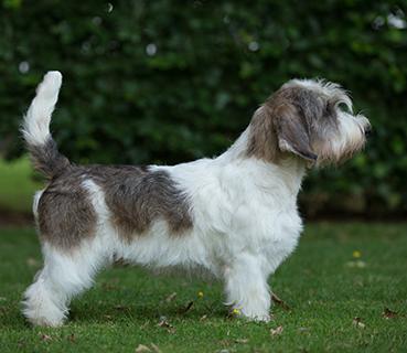 Basset Griffon Vendeen Dog Breed Image 9