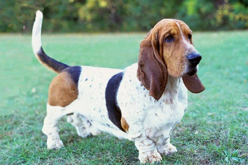 Basset Hound Dog Breed Image 10