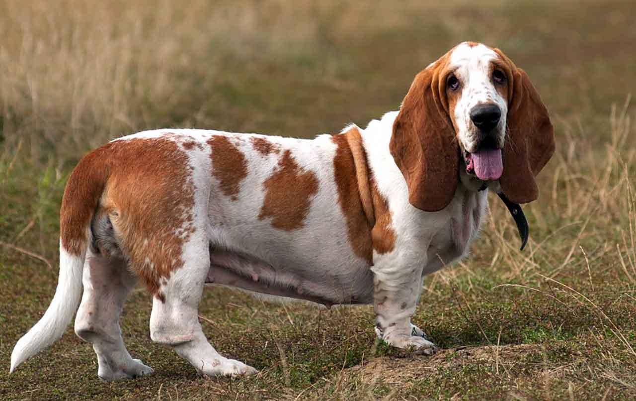 Basset Hound Dog Breed Image 11