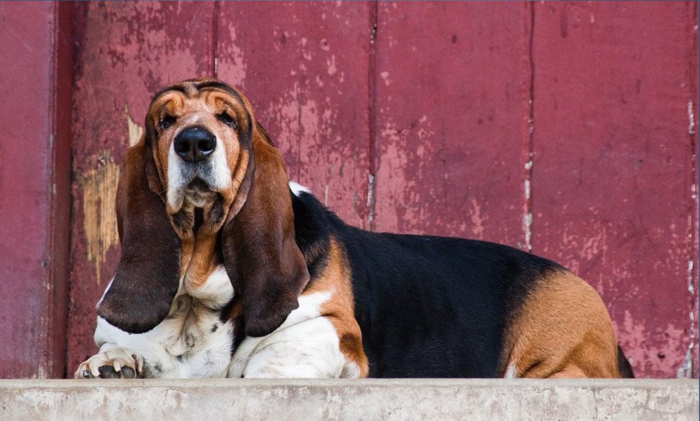 Basset Hound Dog Breed Image 15