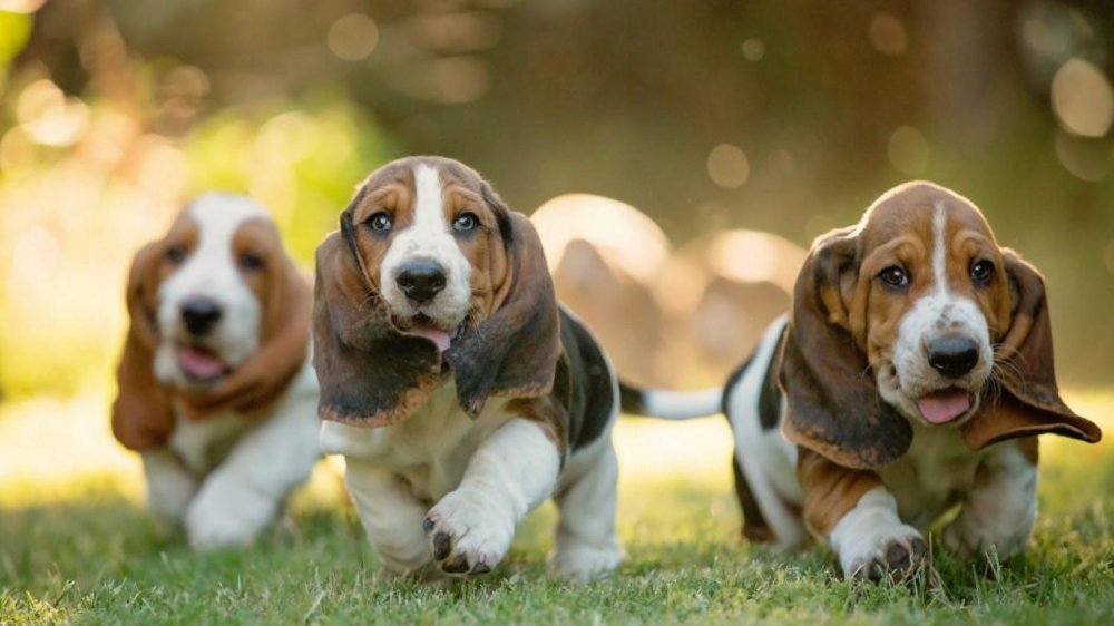 Basset Hound Dog Breed Image 5