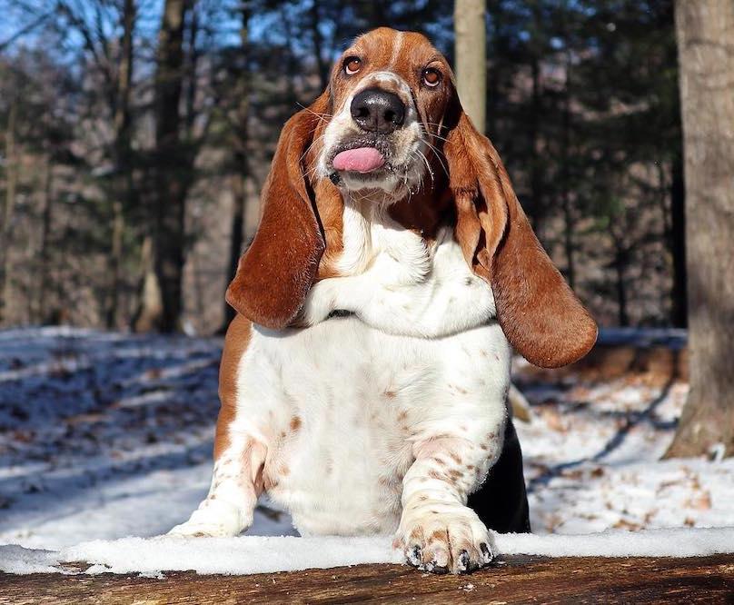 Basset Hound Dog Breed Image 6