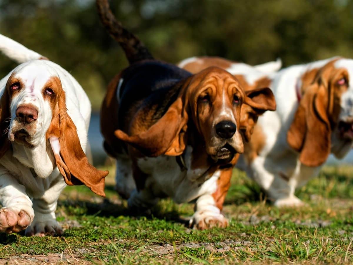 Basset Hound Dog Breed Image 8