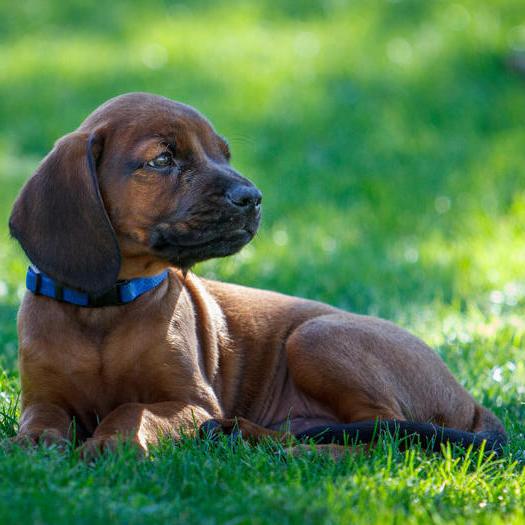 Bavarian Mountain Hound Dog Breed Image 10