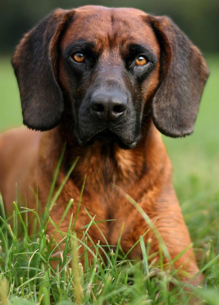 Bavarian Mountain Hound Dog Breed Image 13