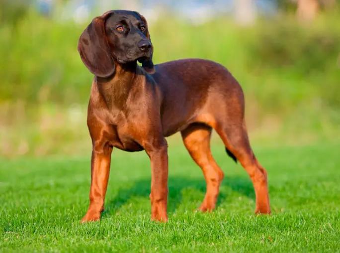 Bavarian Mountain Hound Dog Breed Image 14